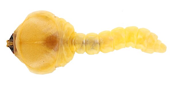 Chrysobothris saundersii, PL5504, larva, from Acacia rigens (PJL 3561) dead branch, ventral, MU